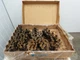 Tsubaki RS160  2-Strand Double Roller Chain 2" Pitch K-1 Attachment Riveted  22'